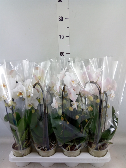 <h4>Phalaenopsis  'Elegant Cascade'</h4>