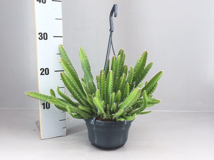 <h4>HYLOCEREUS UNDATUS</h4>