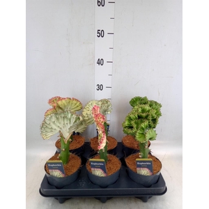 Euphorbia lactea 'Cristata'