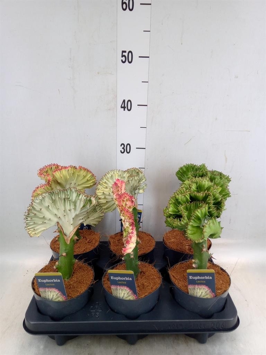 Euphorbia lactea 'Cristata'