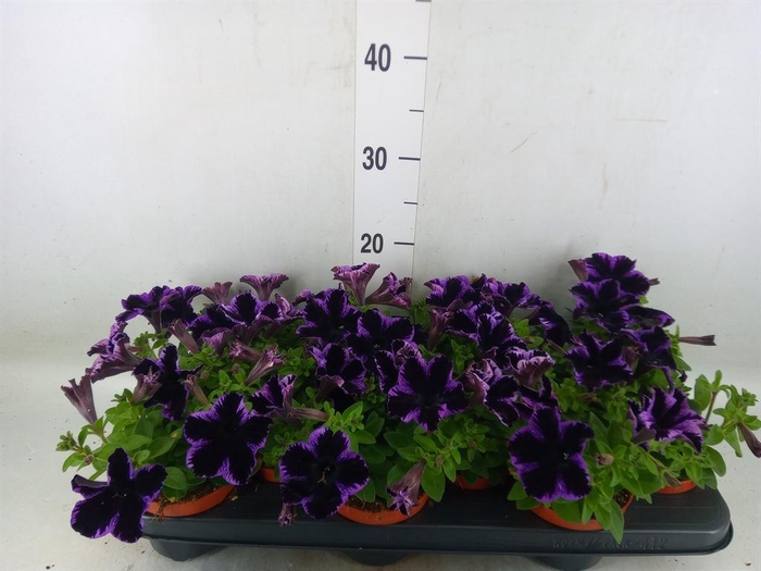 <h4>Petunia  'Sweetunia Miss Marvelous'</h4>