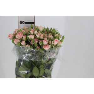 ROSA SPRAY SWEET YOYO 060 CM