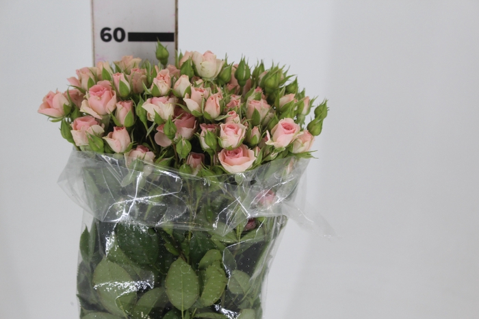 <h4>ROSA SPRAY SWEET YOYO 060 CM</h4>