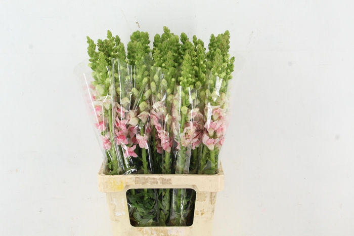 <h4>ANTIR POTO APPLEBLOS</h4>