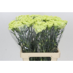 Dianthus St Goblin
