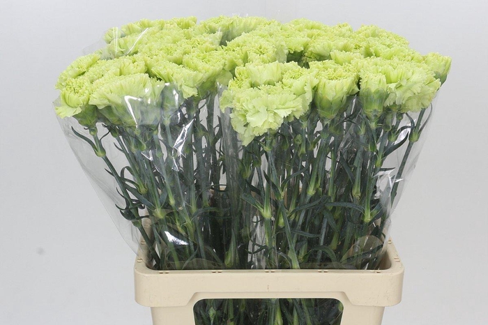 <h4>Dianthus St Goblin</h4>