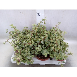 Portulacaria afra 'Variegata'