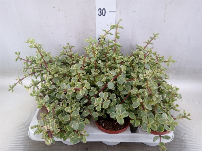 <h4>Portulacaria afra 'Variegata'</h4>