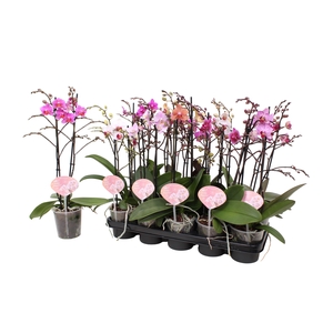 Phal. Multiflora 2-tak mix 