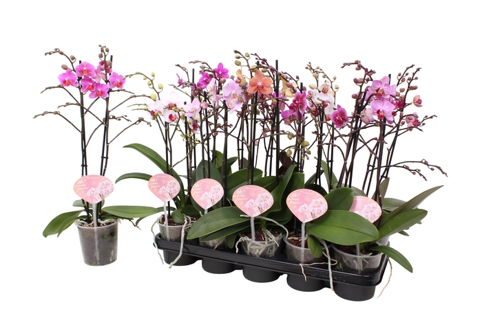 <h4>Phal. Multiflora 2-tak mix "Oh! etiket" 30+ vertakt 6 kleuren</h4>