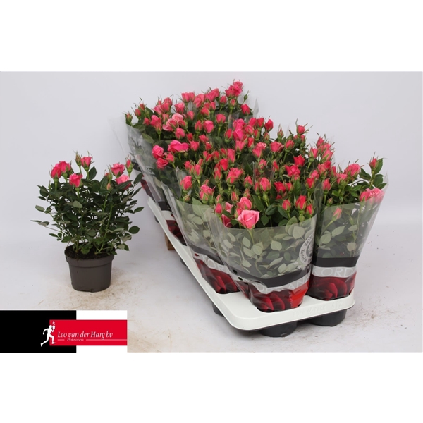 <h4>Rosa Kordana Flirt (Roze)</h4>