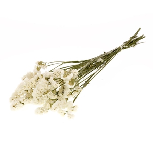 Statice Sinuata Natural White