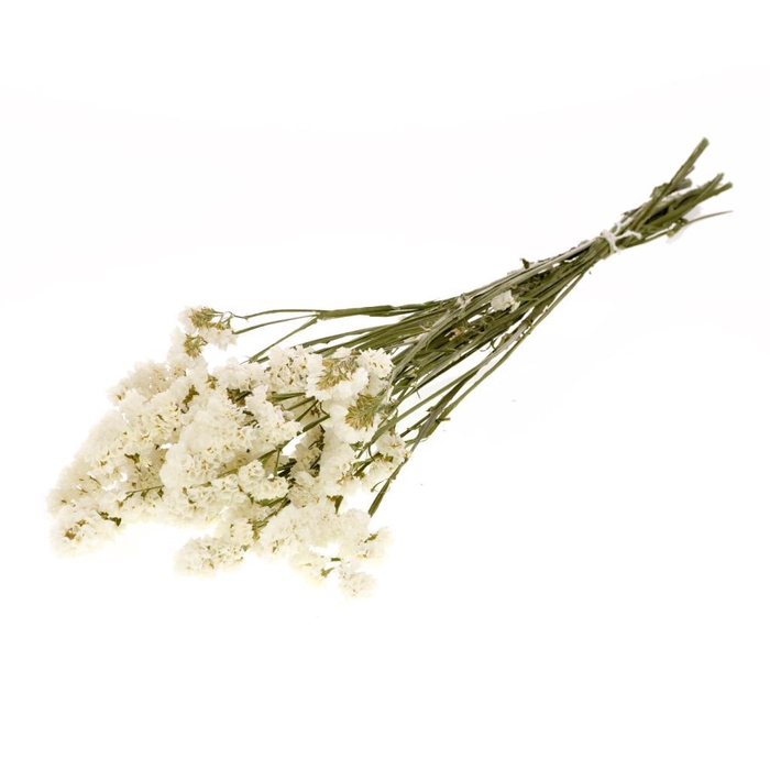 <h4>Statice Sinuata Natural White</h4>