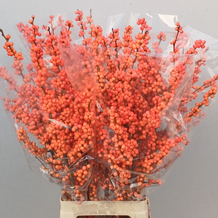 <h4>ILEX VE WINTER GOLD</h4>