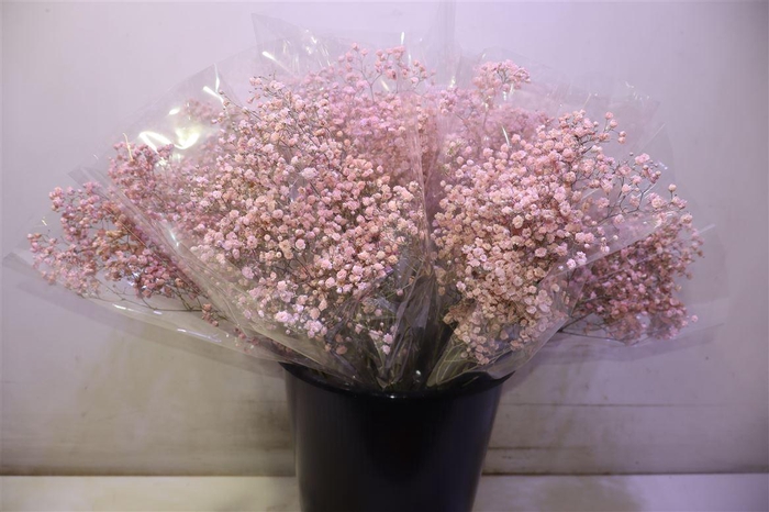 <h4>Gyps Klbh L Pink</h4>