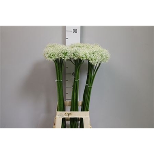 Allium Mount Everest