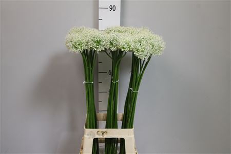 <h4>Allium Mount Everest</h4>