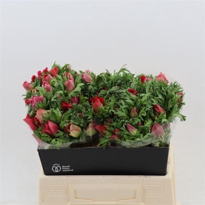 Anemone Galil Rood