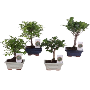 Bonsai   ...mix