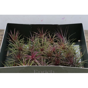 Tillandsia Ionantha Rood X20