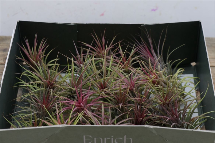 <h4>Tillandsia Ionantha Rood X20</h4>