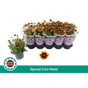 Chrysant Special Splendid (Ciao Rebel)