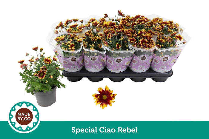 <h4>Chrysant Special Splendid (Ciao Rebel)</h4>