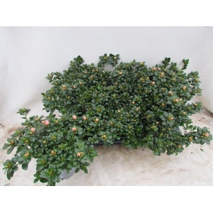 RHODO SI MEVR GERARD