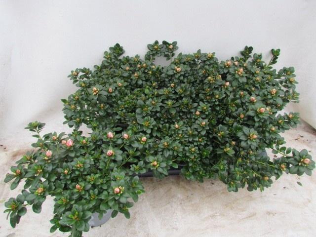 <h4>RHODO SI MEVR GERARD</h4>