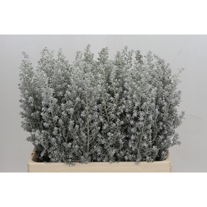 Kochia (Maireana Sedifolia)