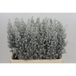 Kochia (Maireana Sedifolia)