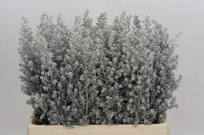 <h4>Kochia (Maireana Sedifolia)</h4>