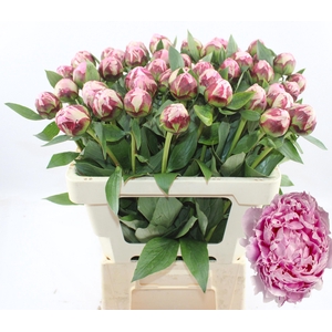 PAEO L SARA BERNHARD