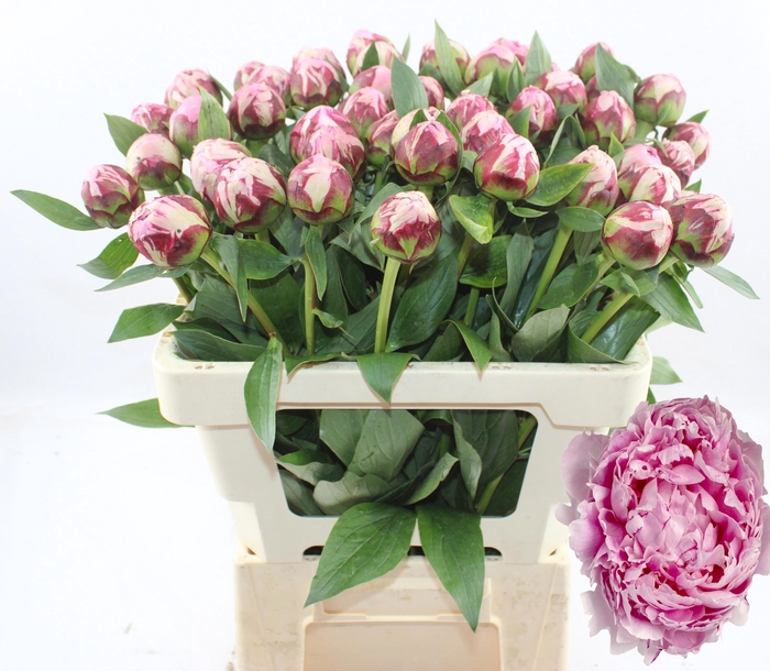 <h4>PAEO L SARA BERNHARD</h4>