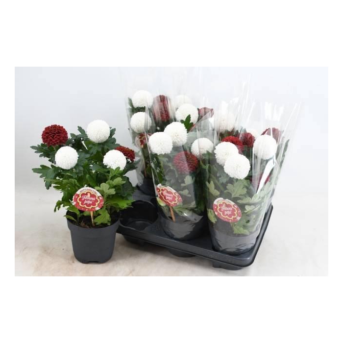 <h4>CHRYS FP GEM IN POT</h4>