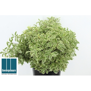 PITTOSPORUM OV