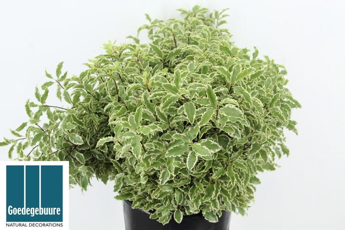 <h4>PITTOSPORUM OV</h4>