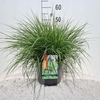 Pennisetum alopecuroides Hameln