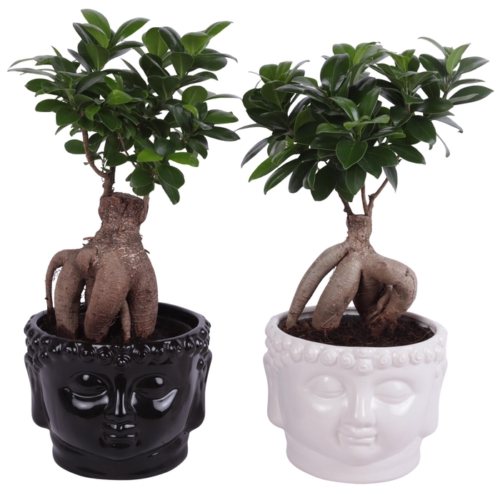 <h4>Ficus m. Ginseng Pot Ø15cm in Ø18cm Black and White Buddha</h4>