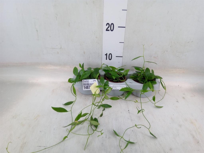 <h4>Planten   ... L%</h4>