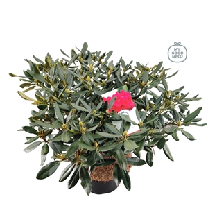 Rhododendron hybr. 'Nova Zembla' C25 100+