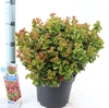 Leucothoe axillaris Curly Red