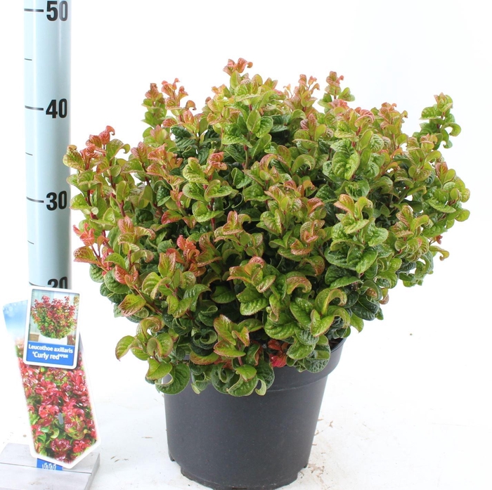 <h4>Leucothoe axillaris Curly Red</h4>