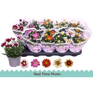 CHRYS GEM 2 KL BLOEM