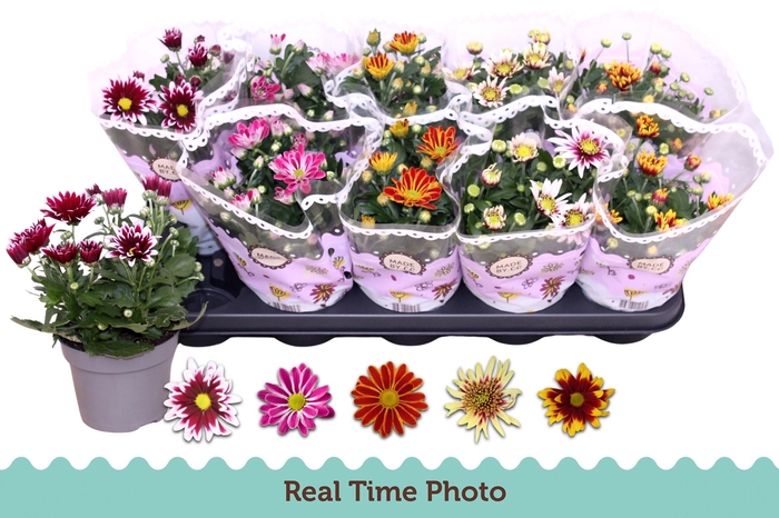 <h4>CHRYS GEM 2 KL BLOEM</h4>