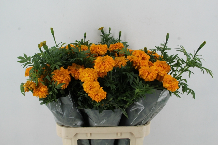 <h4>TAG YELLOW NATURE FRIENDLY</h4>