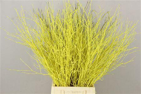 <h4>Berk Kort Geel</h4>