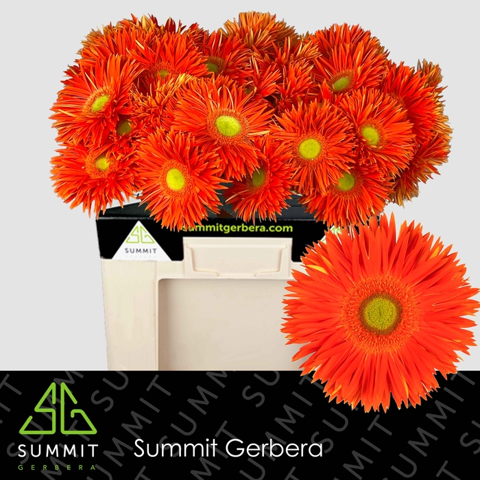 <h4>Gerbera Spider Yari Water</h4>