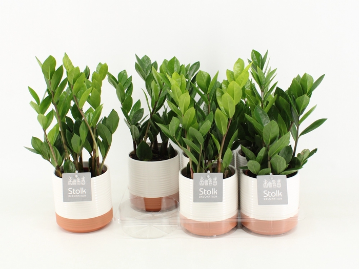 <h4>Zamioculcas Zamiifolia Keramiek Milou</h4>