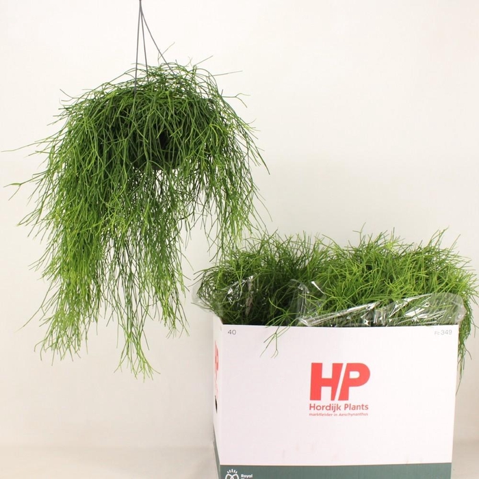 <h4>RHIPSALIS BA OASIS</h4>